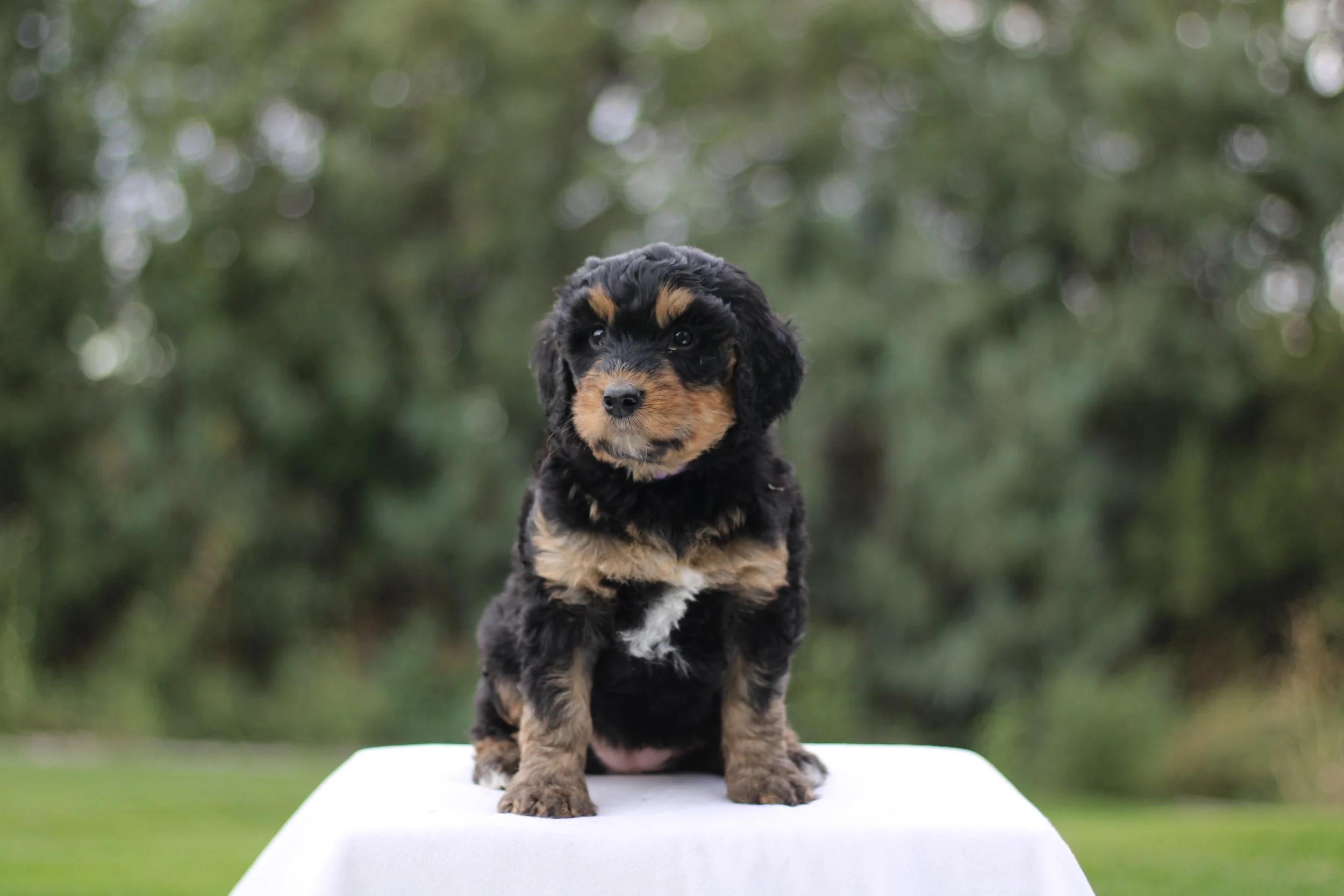 Little Pupsters