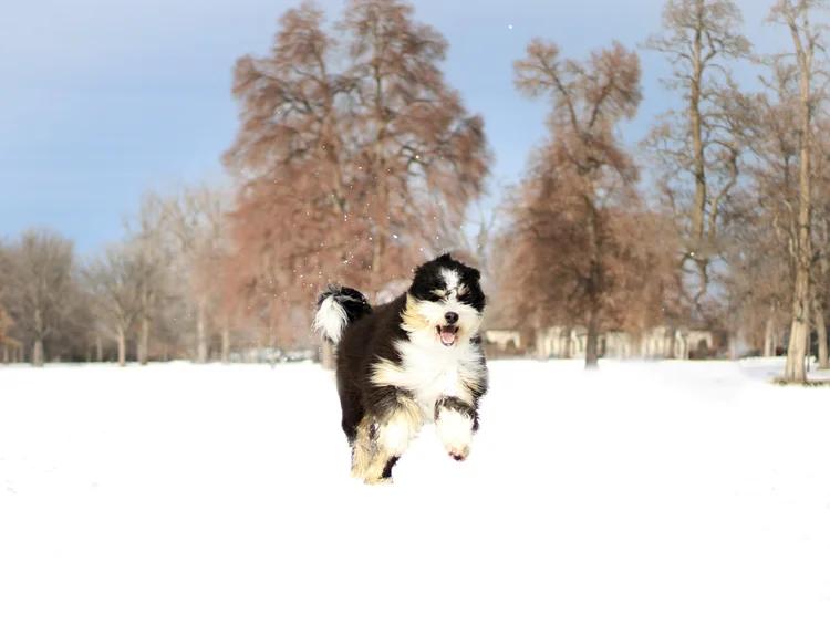 Why Families Are Turning to the Best Bernedoodle Breeding Programs for Healthy Puppies