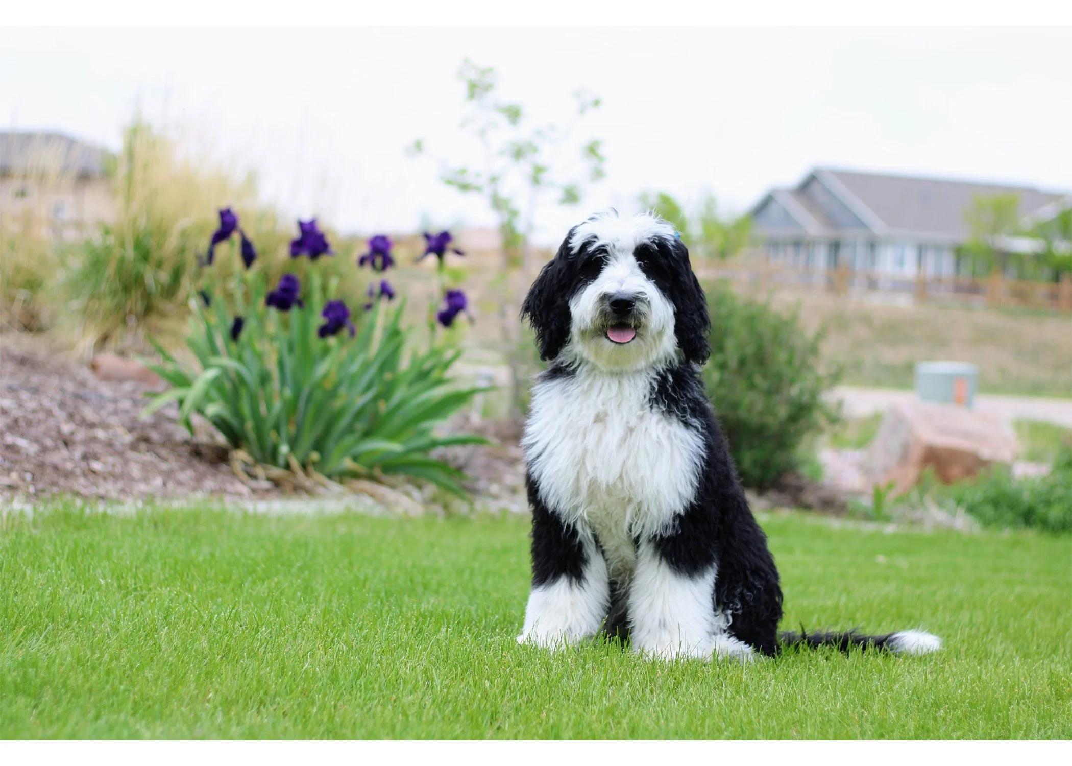 Haystack Pups