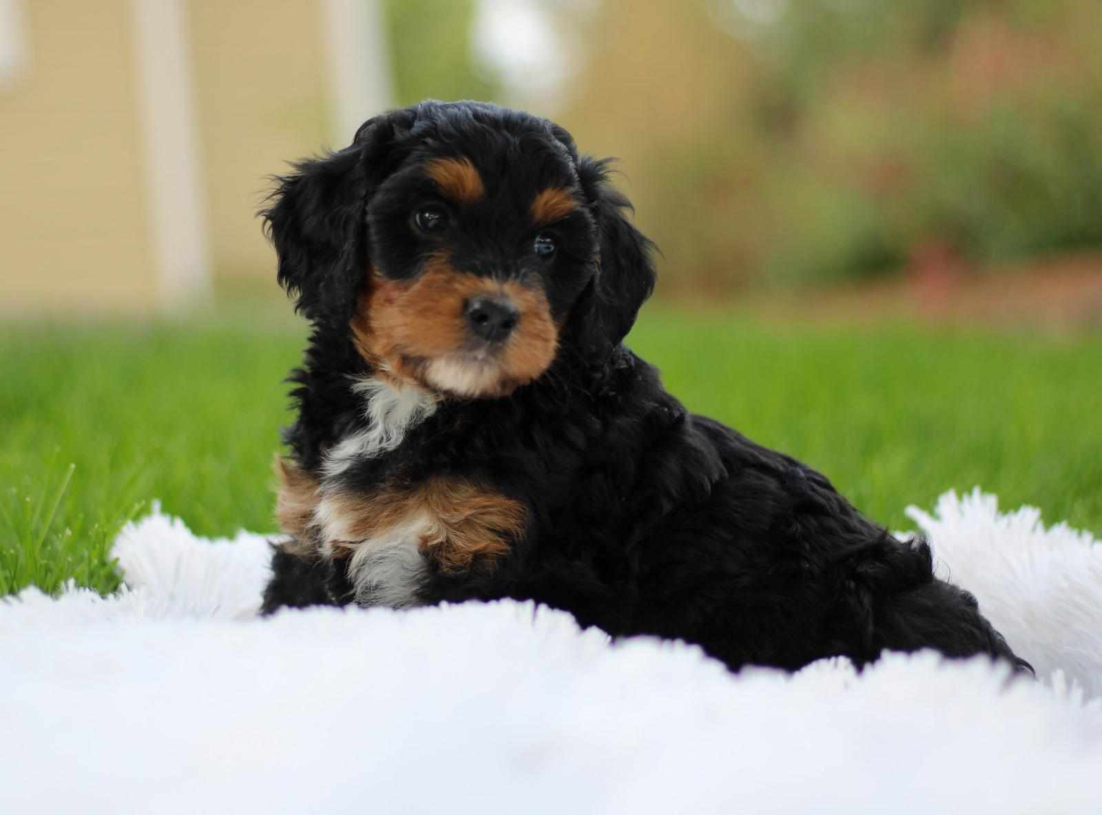 Little Pupsters