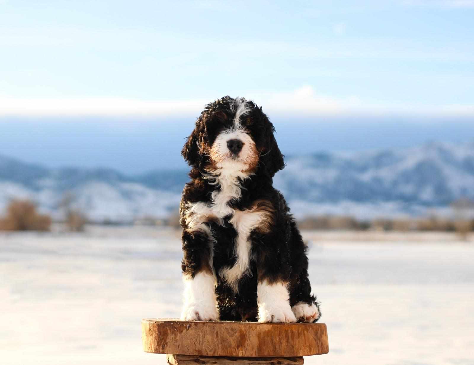 Little Pupsters