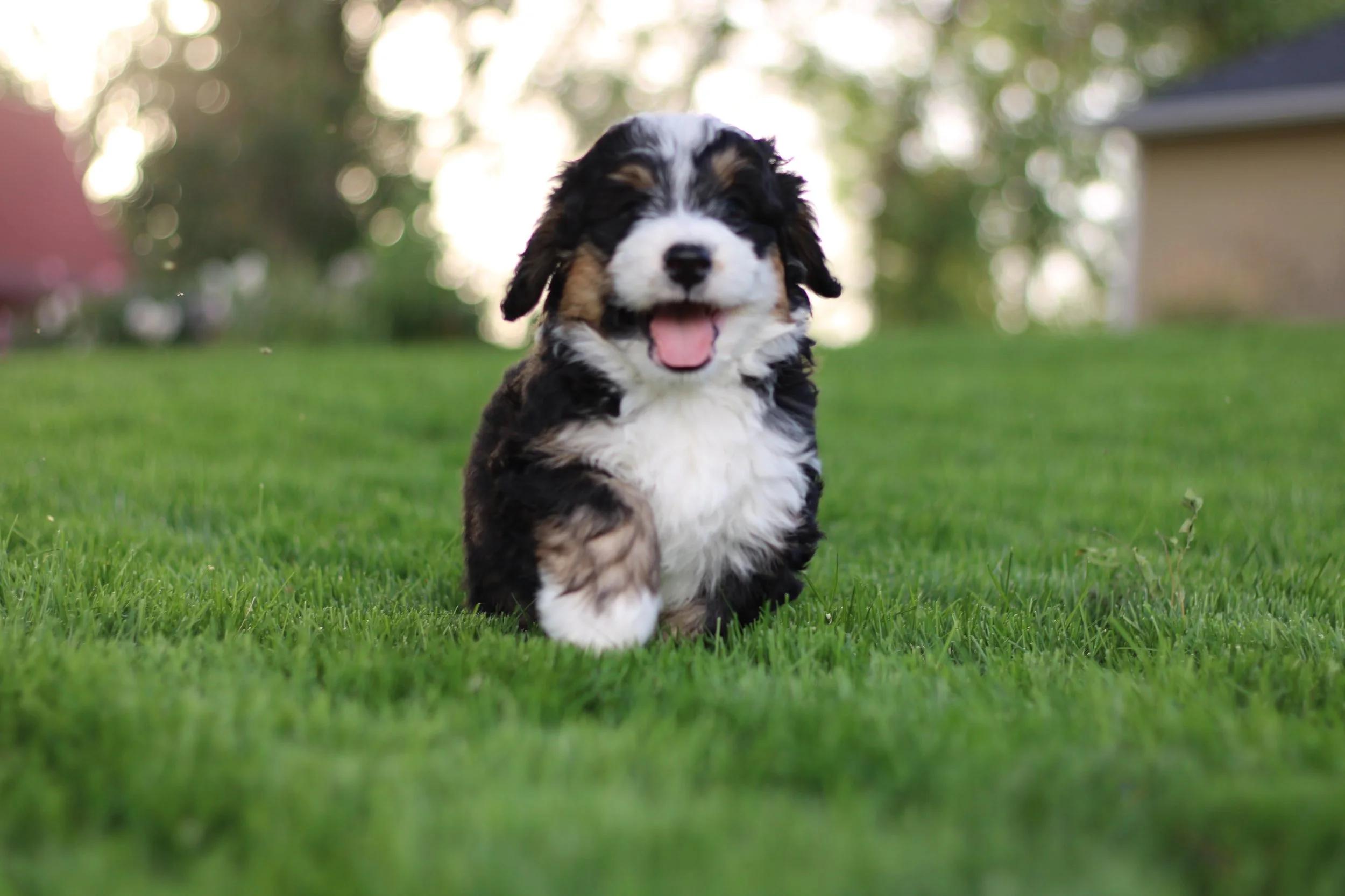 Little Pupsters