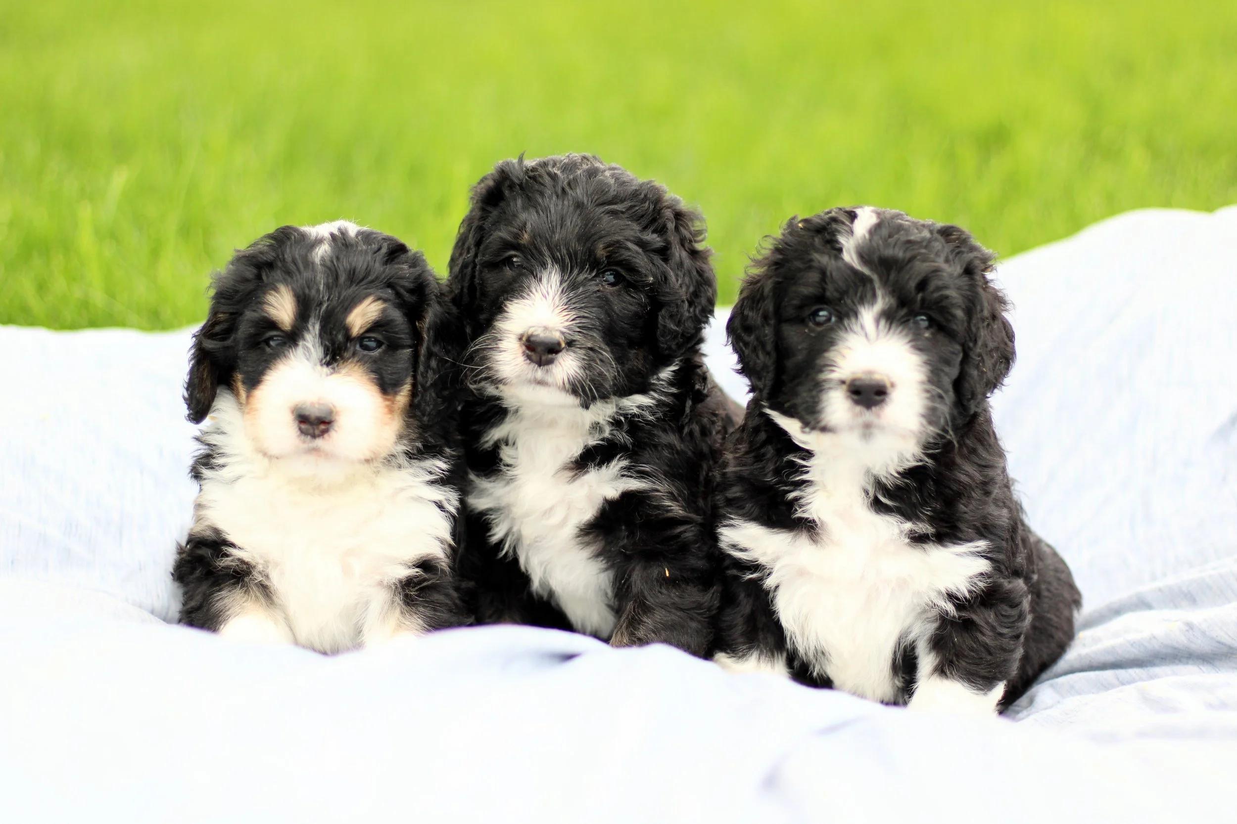 Little Pupsters