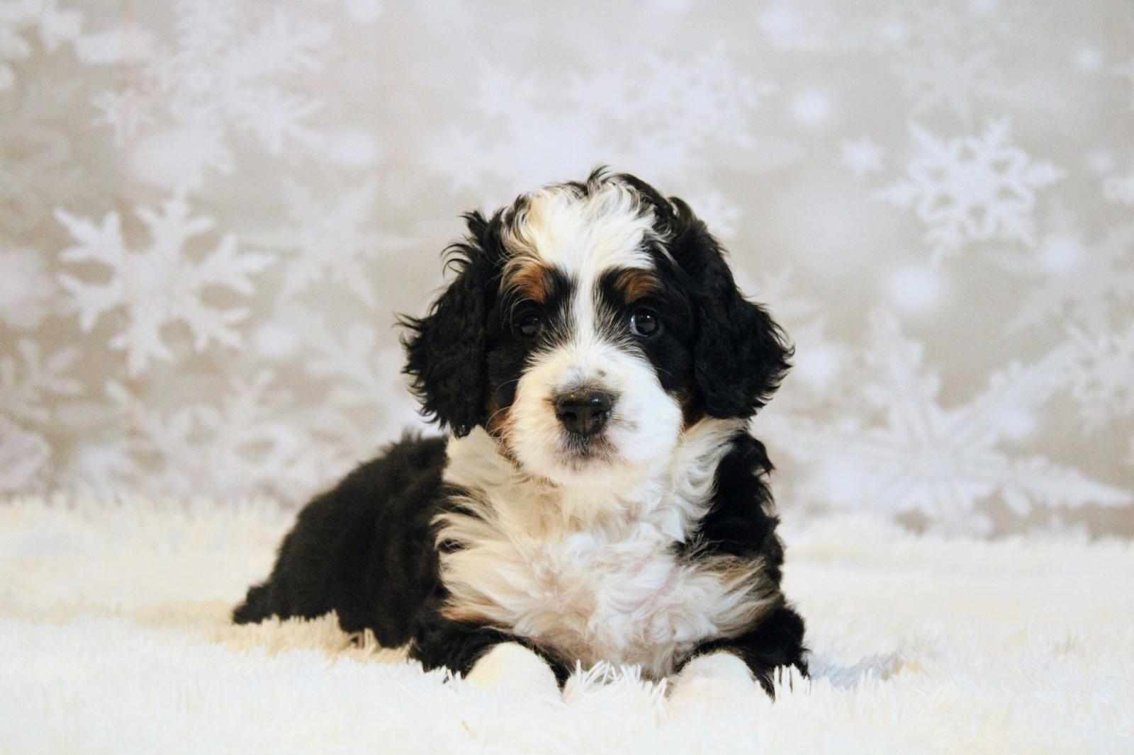 Little Pupsters
