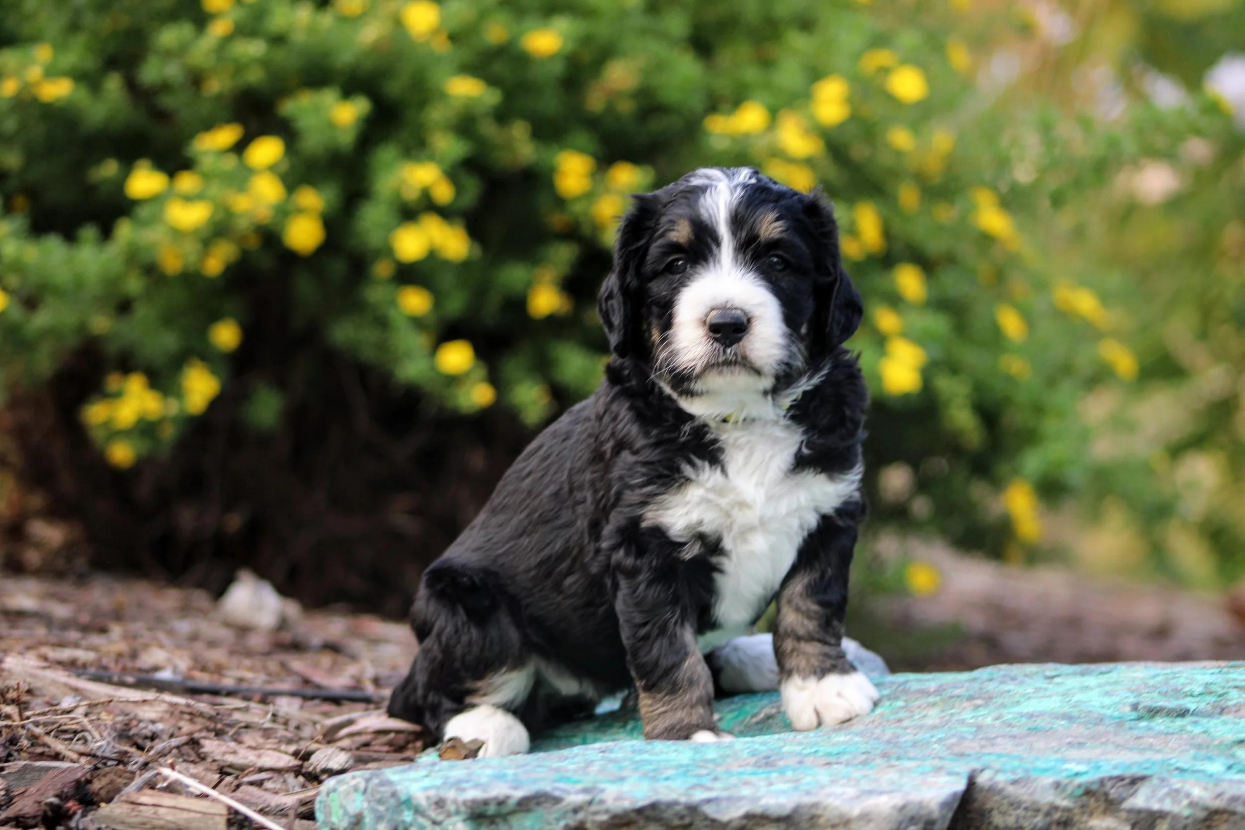 Little Pupsters