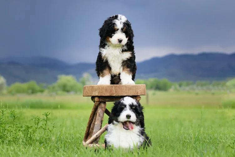 Belle+2+pups.jpg (750×500)