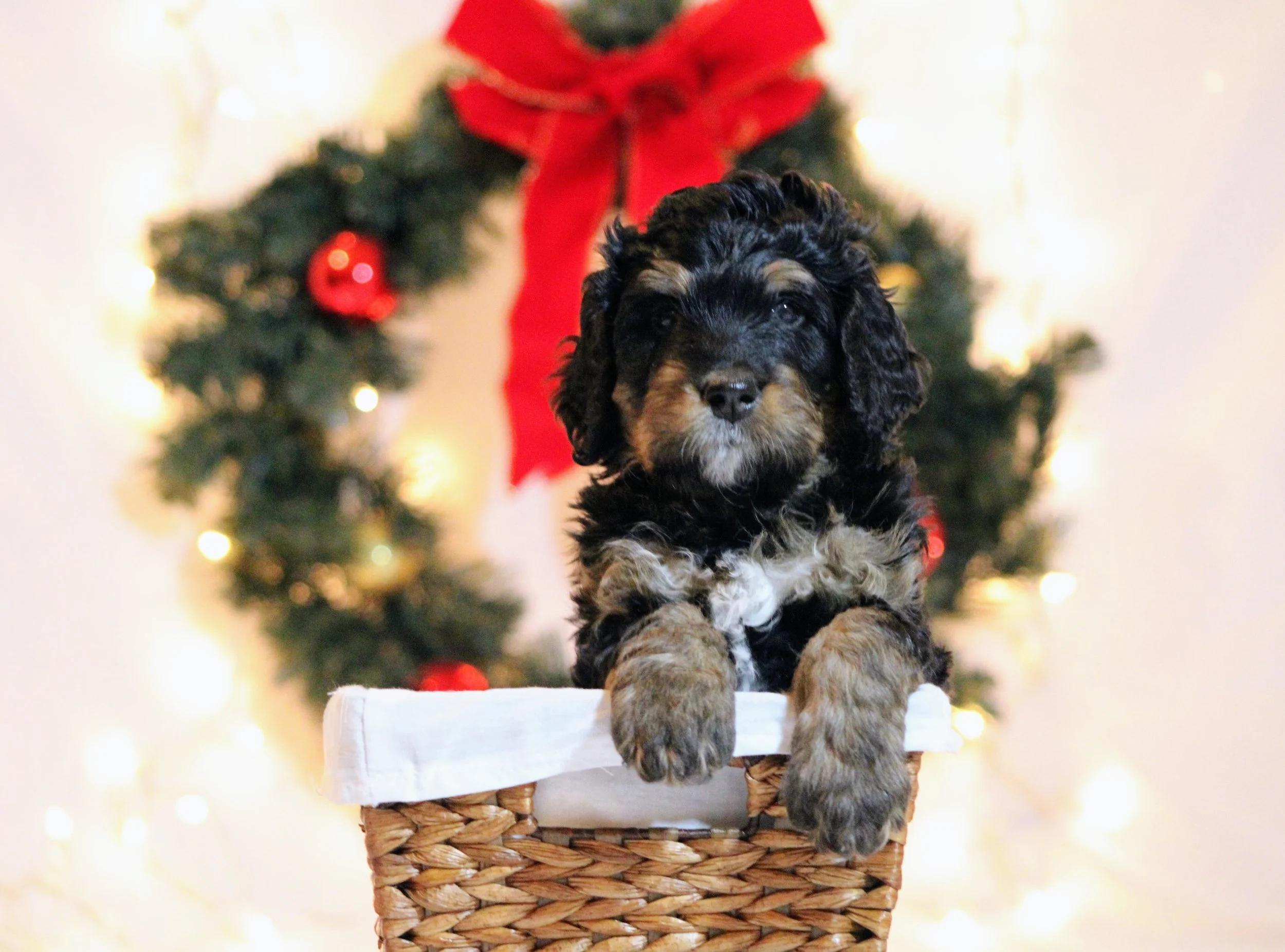 Little Pupsters