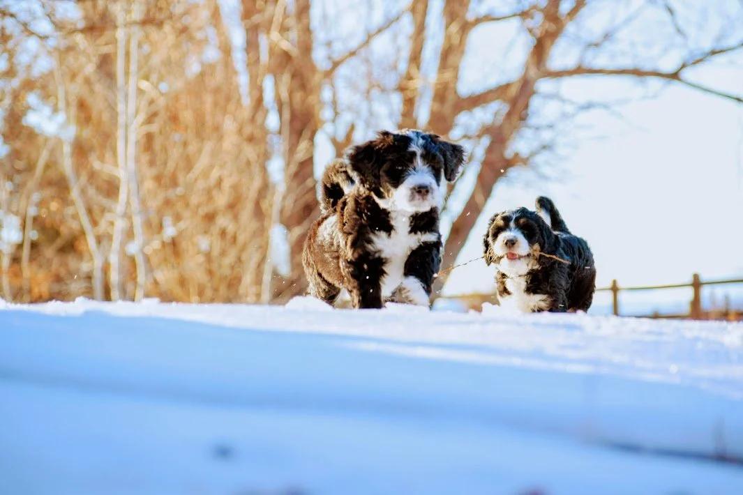 Little Pupsters