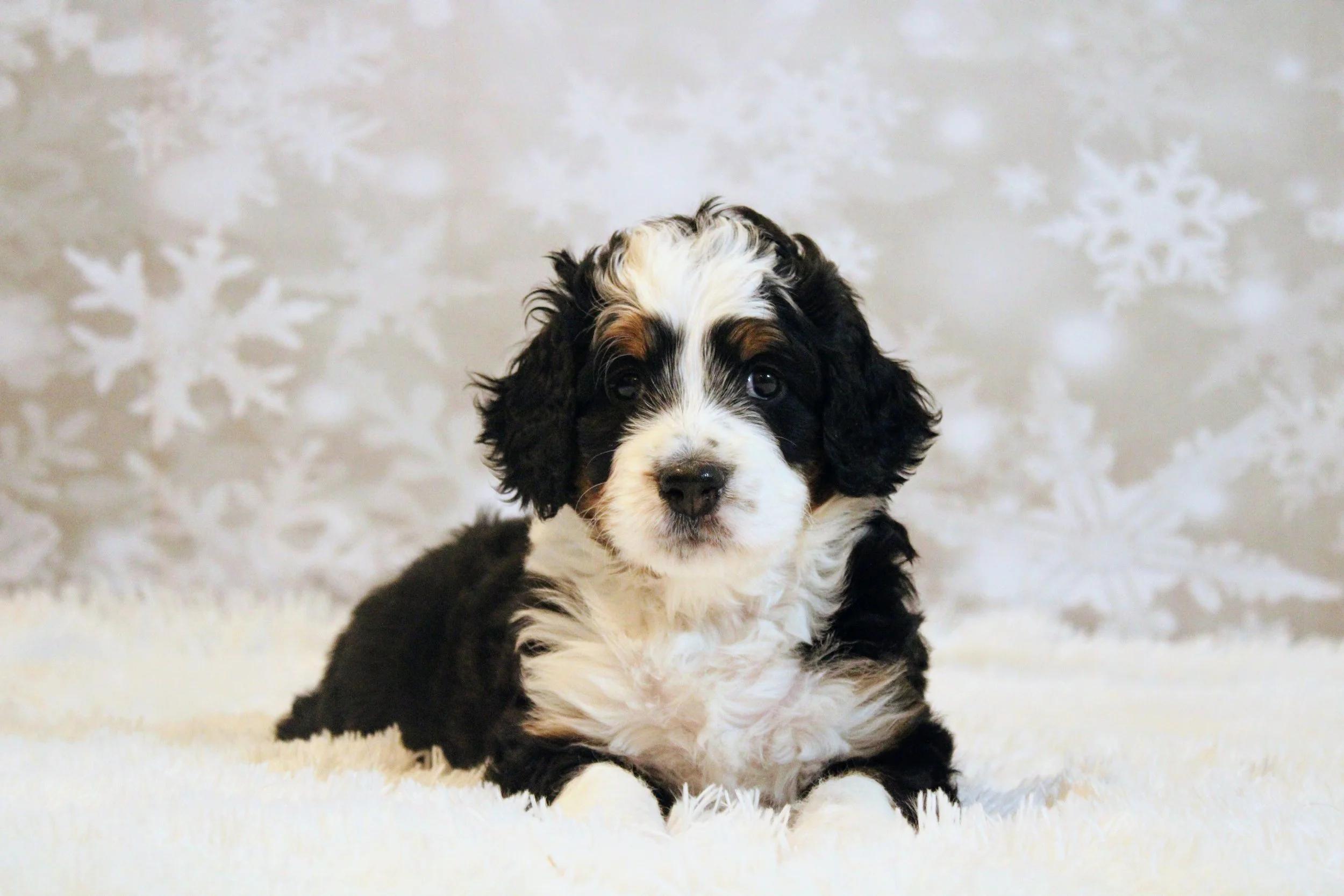 Little Pupsters