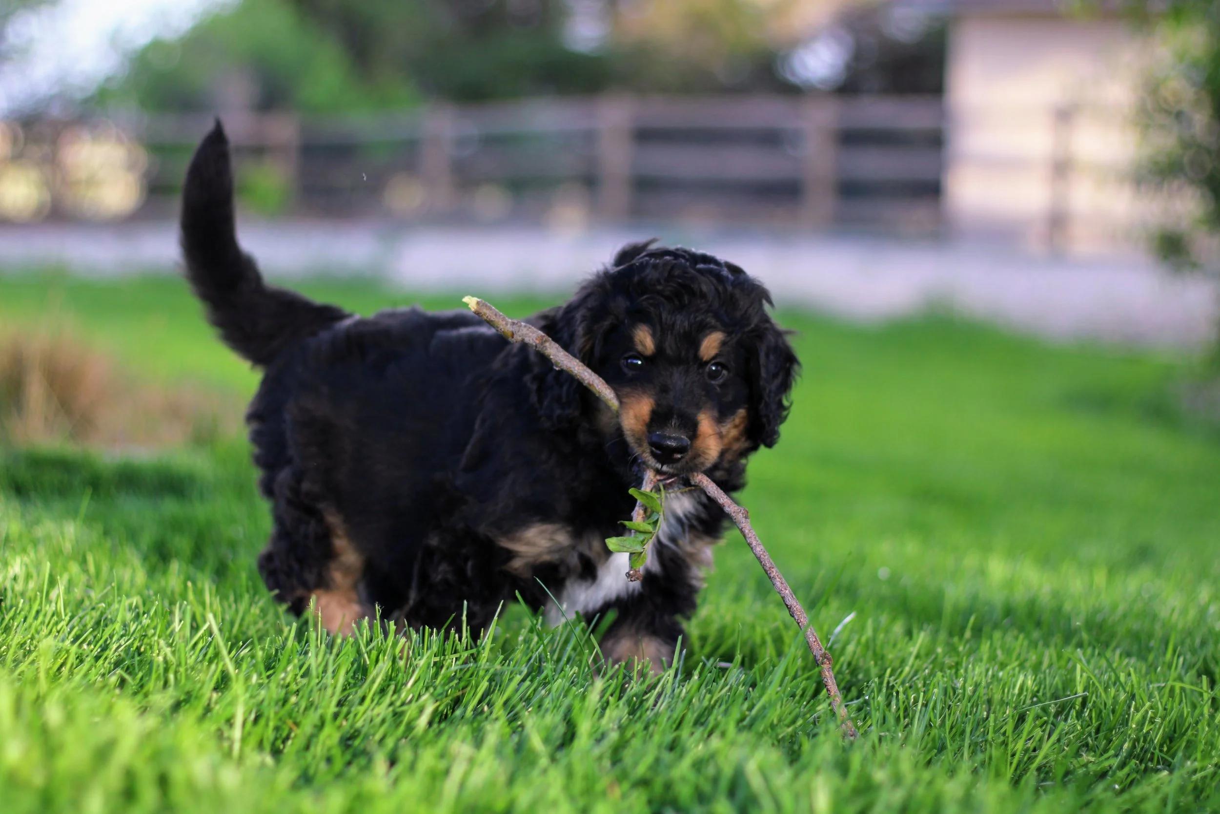 Little Pupsters