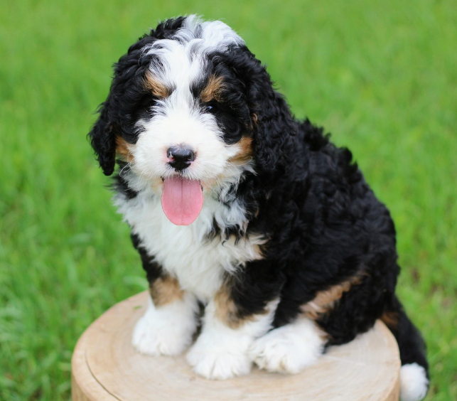 The Best Bernedoodle Guide: Full-Grown, F1 Bernedoodles & Where to Adopt