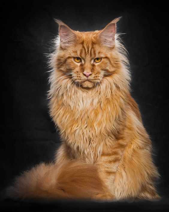 Find Your Furry Friend: Maine Coon Kittens for Sale in Pennsylvania at MasterCoons Cattery