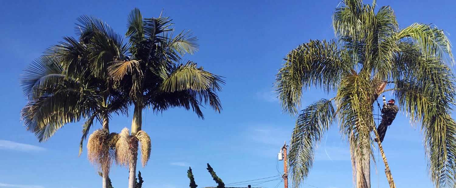 Tree Emergency in Houston: Texas Tree Expert Responds Fast