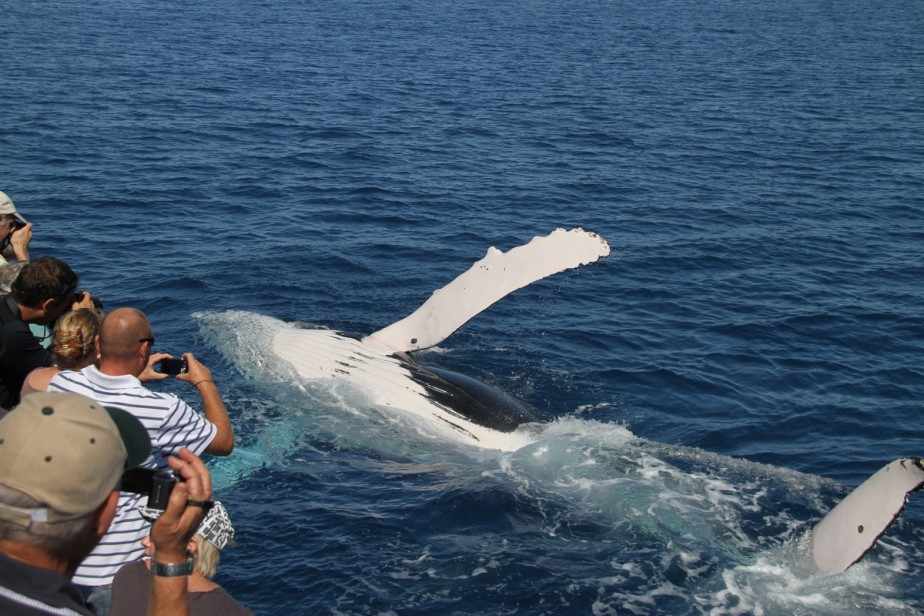 Discover the Majestic World of Australia's Whale Watching