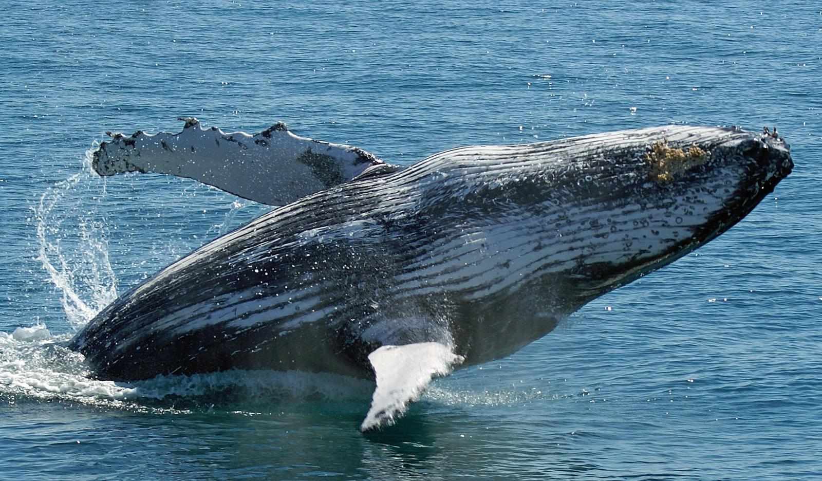 Australia Whale Watching | Freedomwhalewatch.com.au