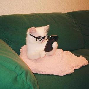Kookiecat logo