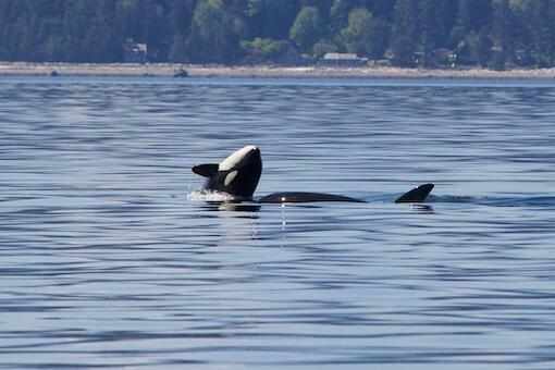 Tips to Find The Best Fishing Tours and Whale-Watching