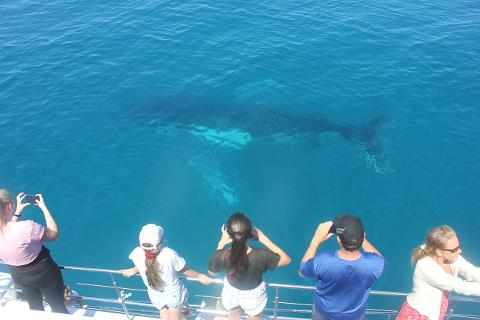 Hervey Bay Whale Watching Tour | Freedomwhalewatch.com.au