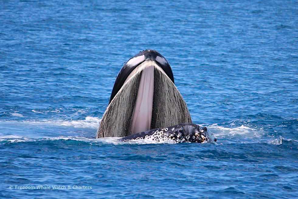 Experience the Magic of Whale Watching in Hervey Bay