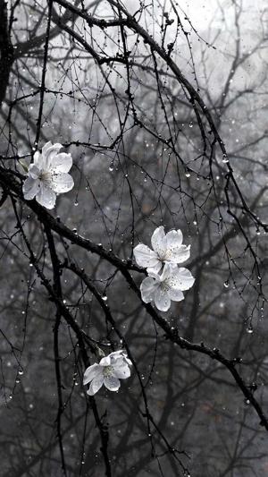 ••* Prologue ••*