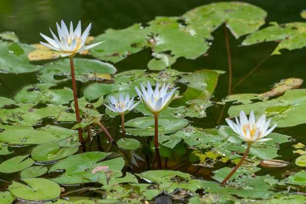 White Spider Lily vs. Hymenocallis: Are They Really the Same?