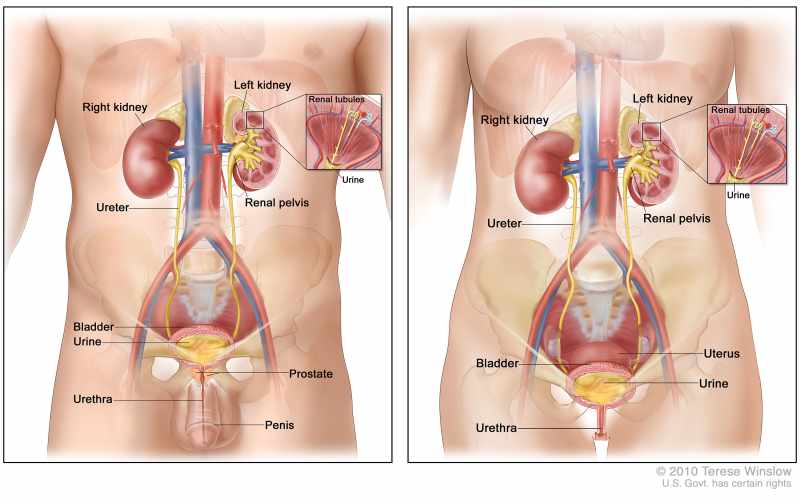 How Does the Urinary Tract Work?