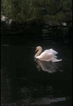 • Character Introduction