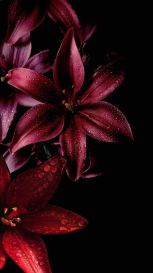 27|| Red Lilies"