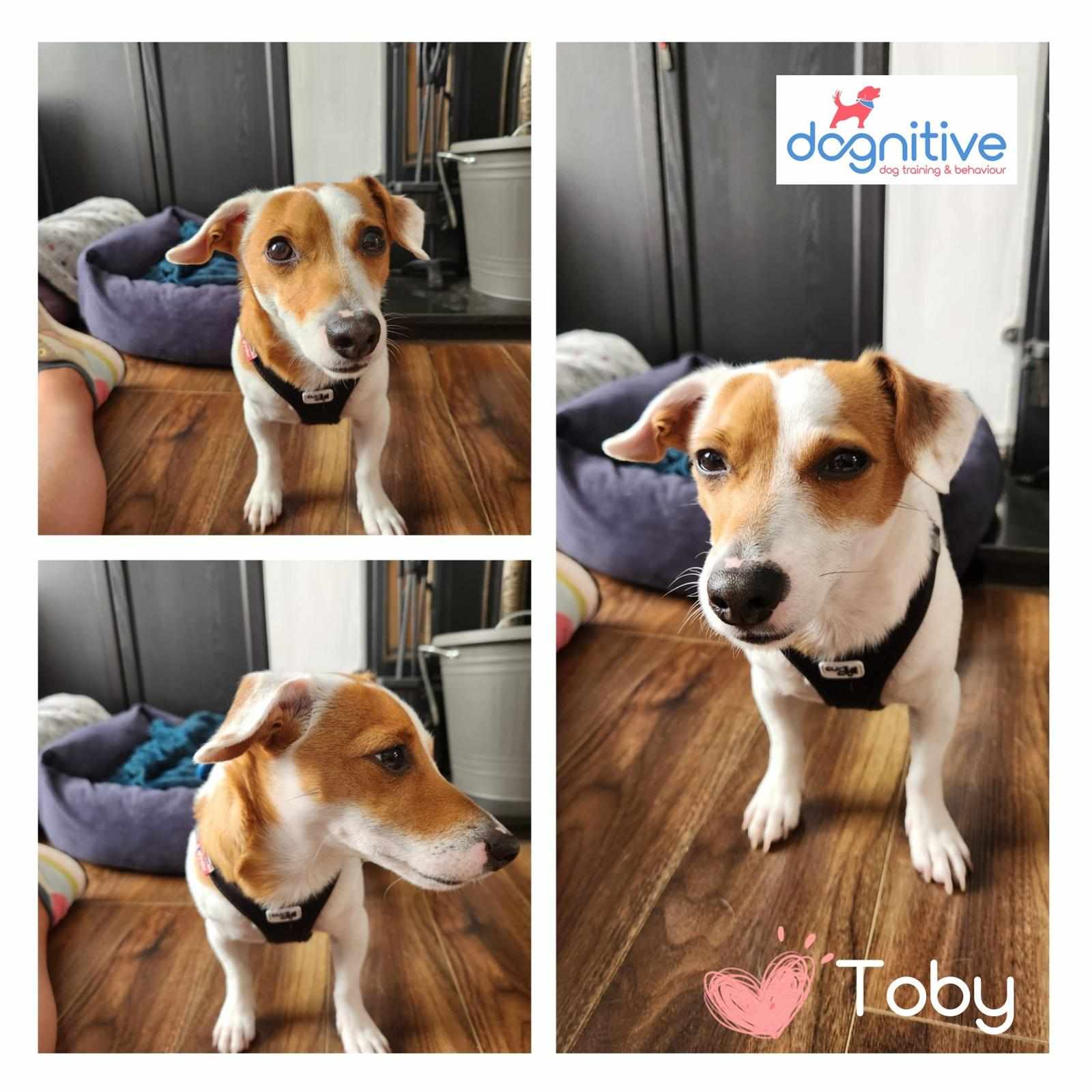 Best Low-Cost Dog Training Options in Louth for Better Obedience