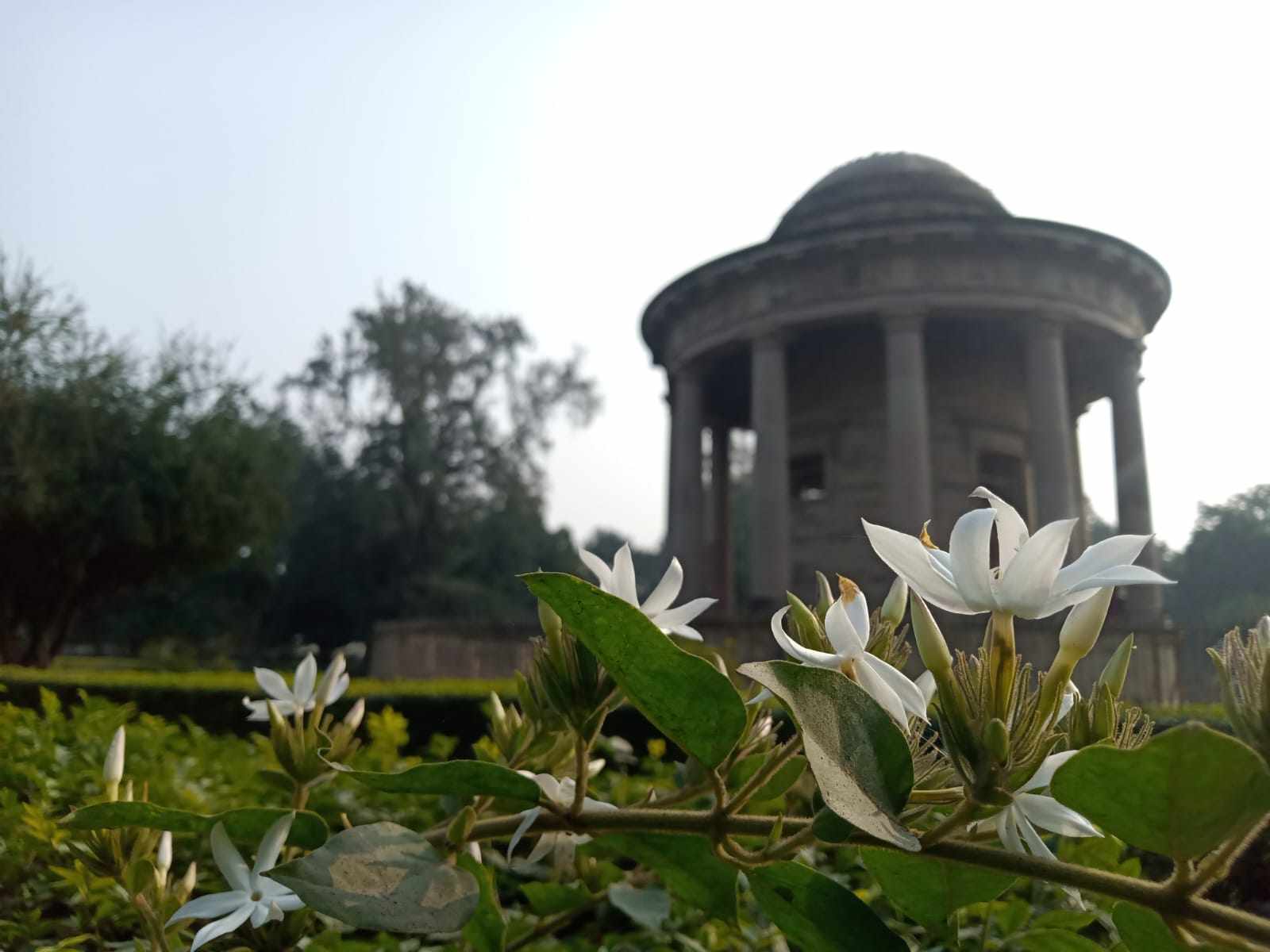 एक शहर...एक वायसराय और मच्छरों के स्वतंत्रता संग्राम सेनानी बनने की कहानी