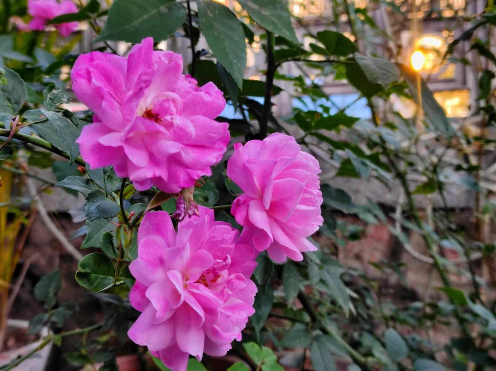 आखिर कहां गुम हो गई फूलों की खुशबू?