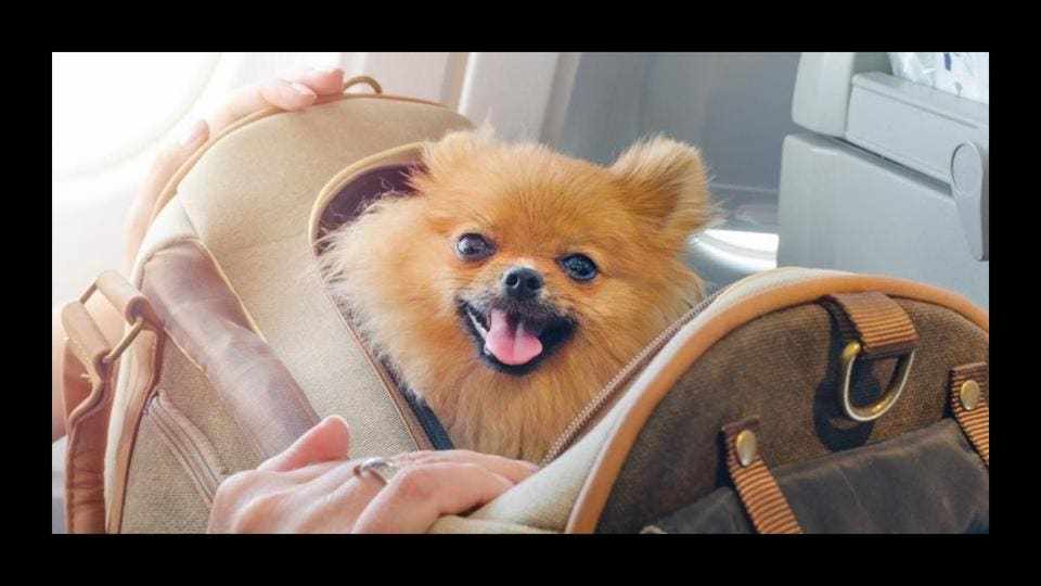 A Pomeranian in a carrier on a plane.