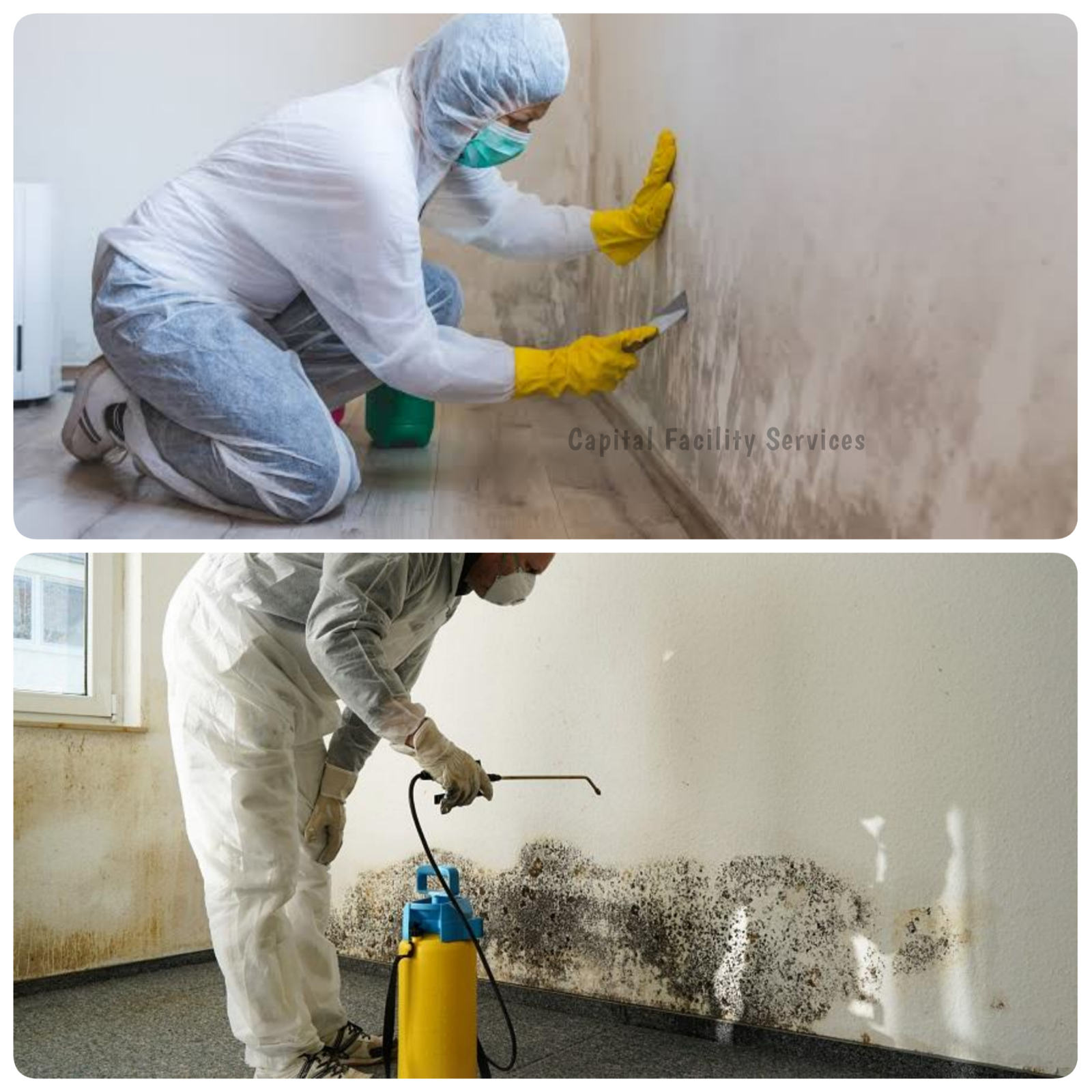 Mould Removal Services for Walls vs Subfloor Areas