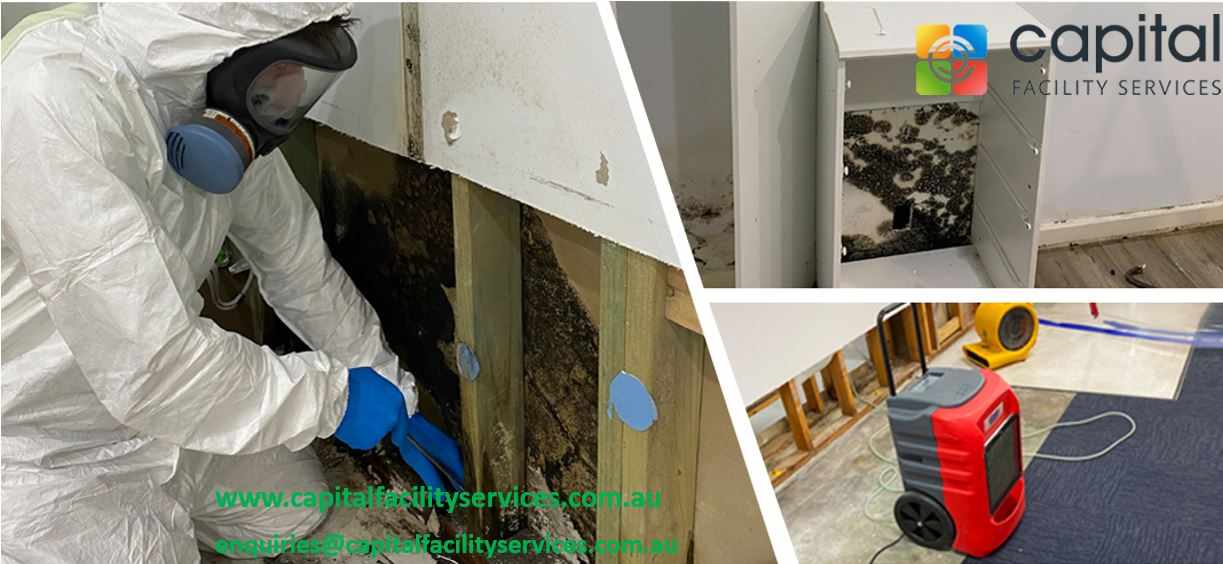 What is in the professional mould removal cost?