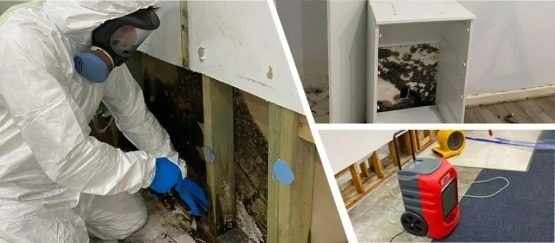 How Mold Damage Restoration Supports Healthy Living Spaces