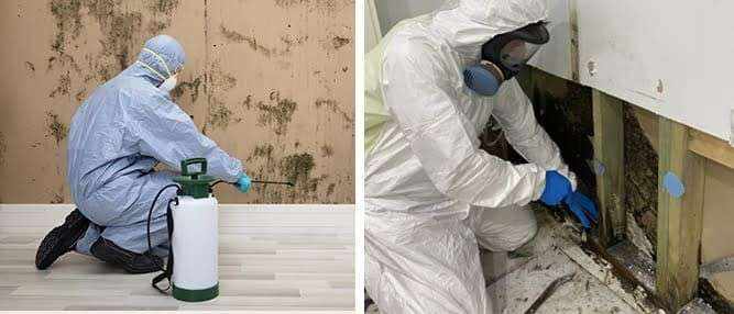 What's Included in a Professional Mould Inspection Report?