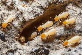 Termite and Mosquito Expert Killer in Dubai