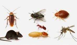 Problem: Cockroaches, Mosquitoes, Insects at Home in Dubai