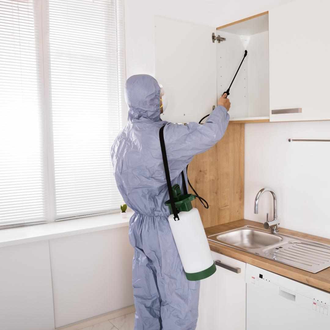 How To Control Any Type Of Pest In All Dubai