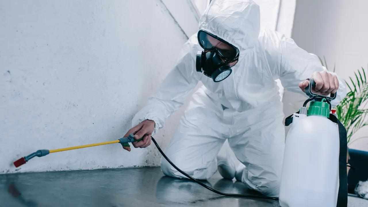 How to Control Bed Bugs in Dubai with Instant Pest Control