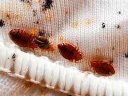 Residential Pest Control Dubai | Expert Cockroach, Bed Bug, Termite & Rodent Control Services