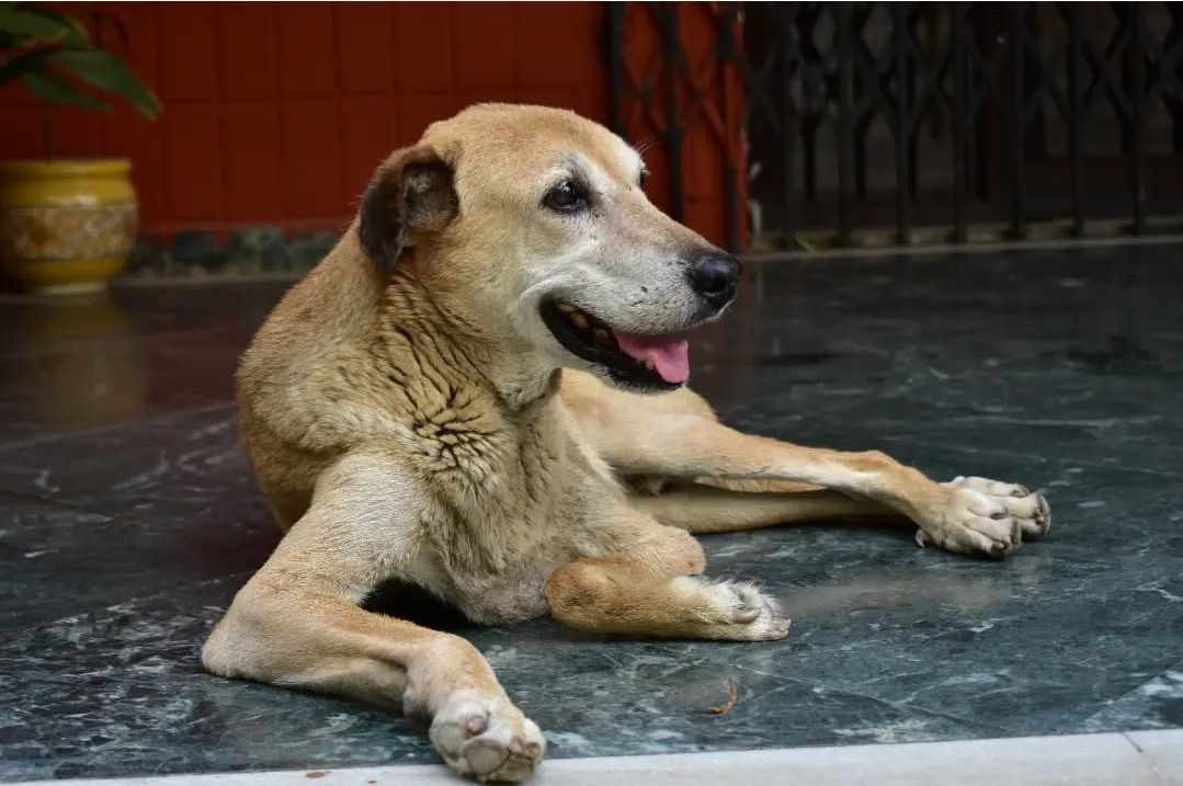इंसान बिना कैसी होती कुत्तों की ज़िंदगी?