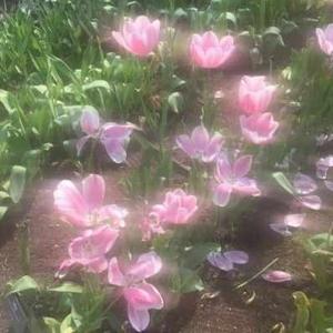A Dream of Spring