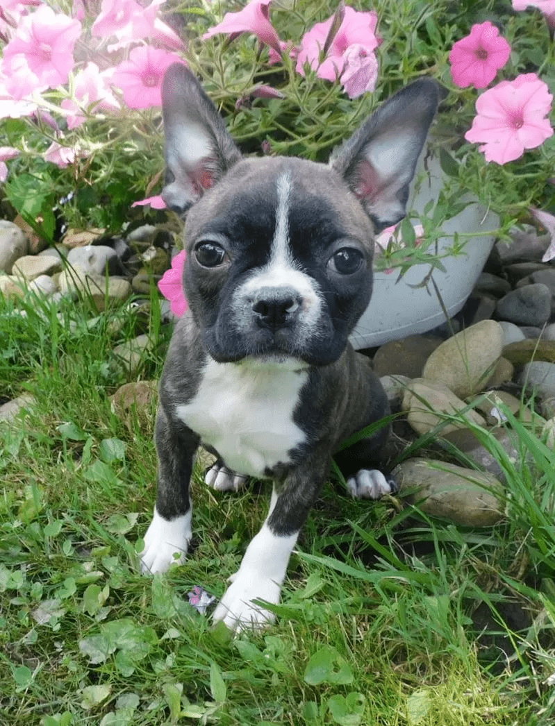 Why You Will Love the Boston terrier breed: Introducing Nevaeh