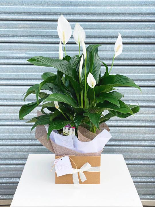 Bringing Nature Home: Same-Day Plant Delivery in Melbourne