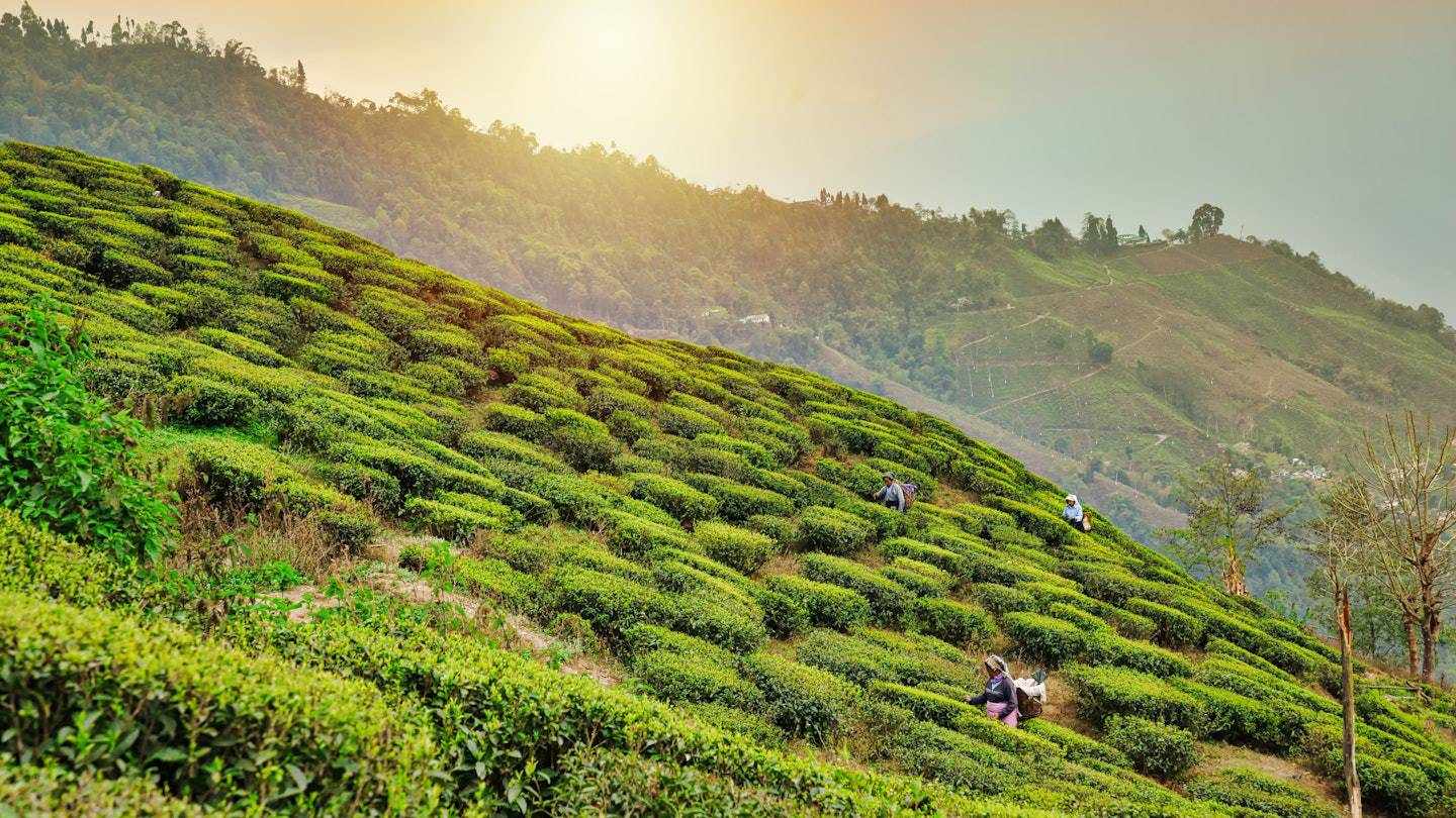 Senior-Friendly Darjeeling Tour Package: Slow Travel in the Hills