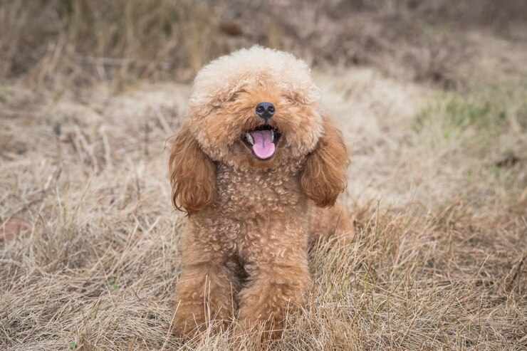 Dumbest Dog Breeds: Understanding Intelligence in Dogs