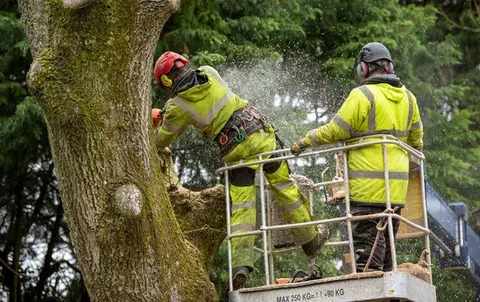 Expert Belfast Tree Surgeons & Commercial Tree Surgeons Belfast