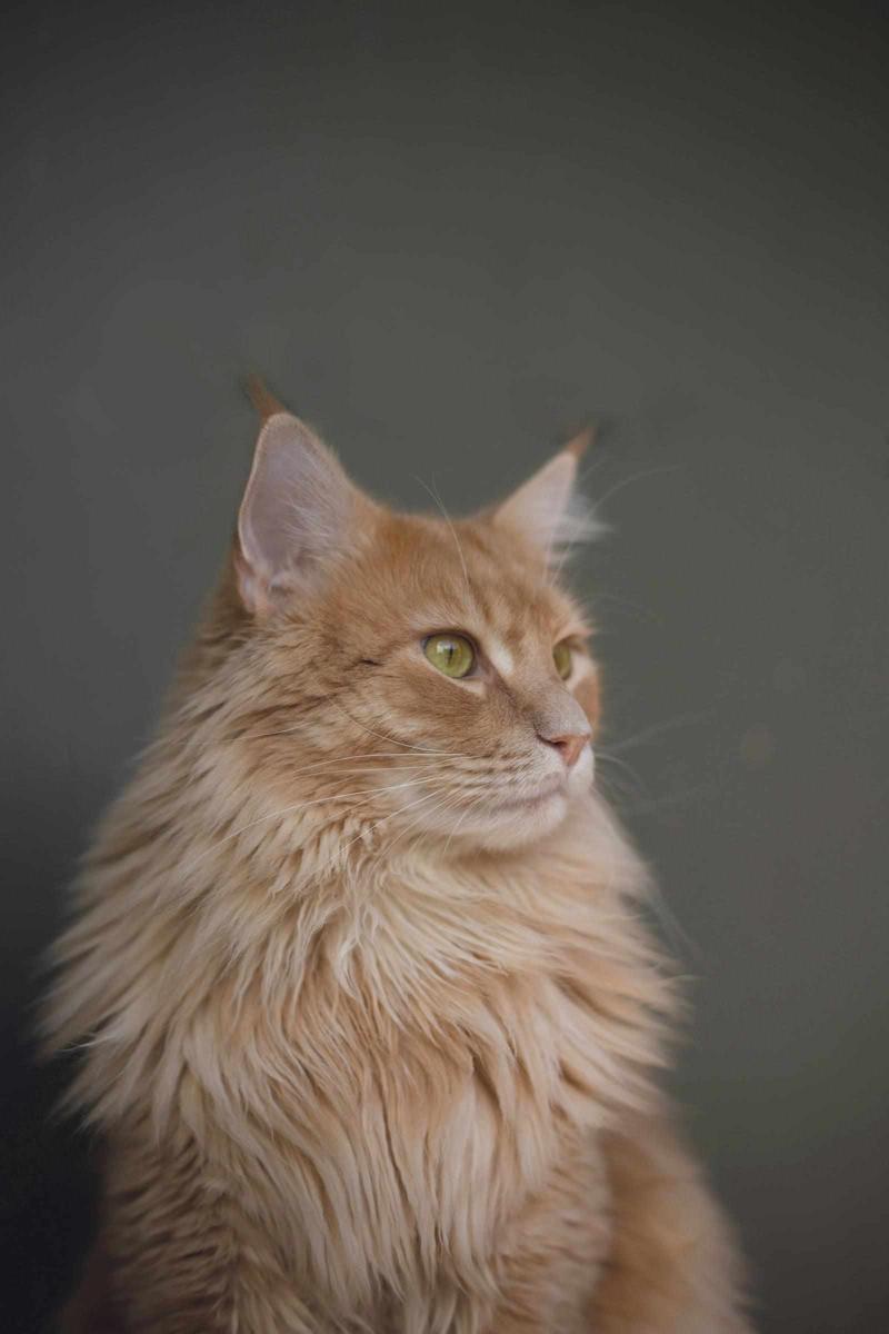 Forest cat