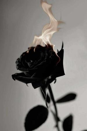 Chapter 3 - Petals of the Unspoken
